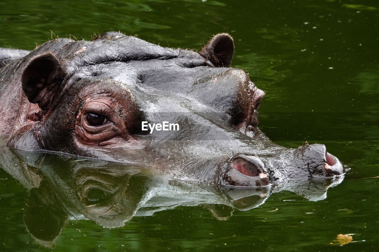 Close-up of a hippo in lake