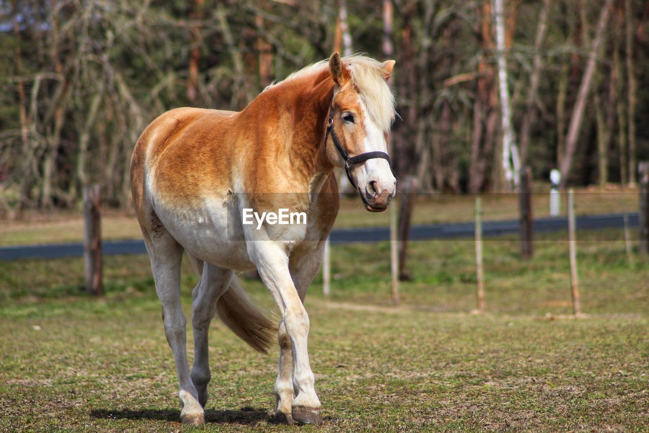 Horse standing in a field