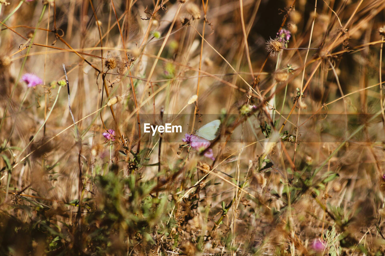 Close-up of flowers on field