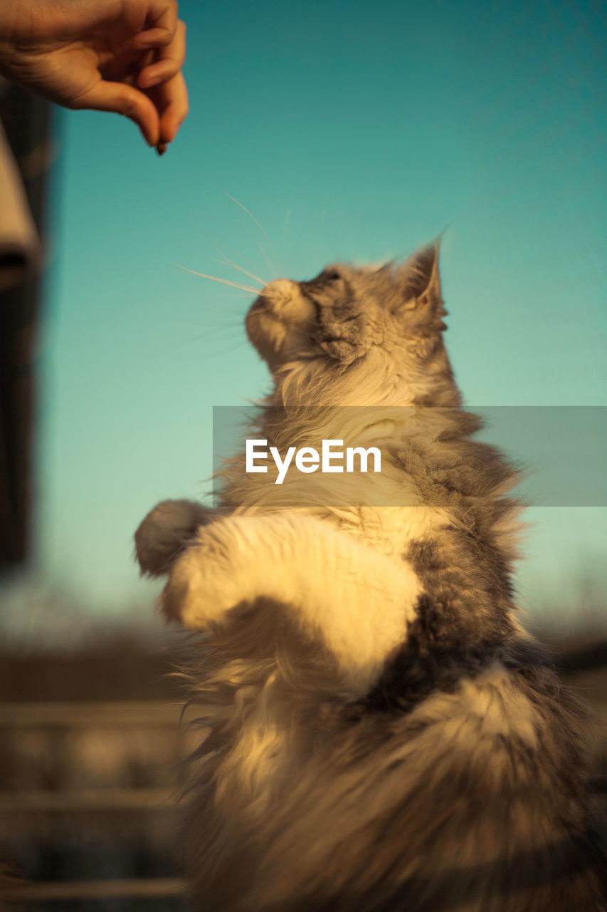 low angle view of cat sitting against sky