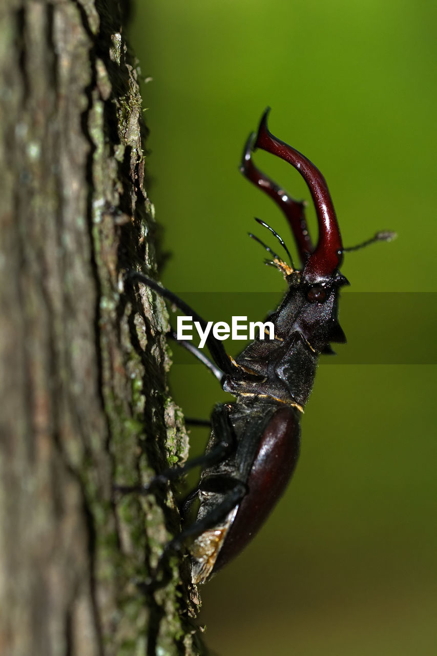 CLOSE-UP OF INSECT ON TREE