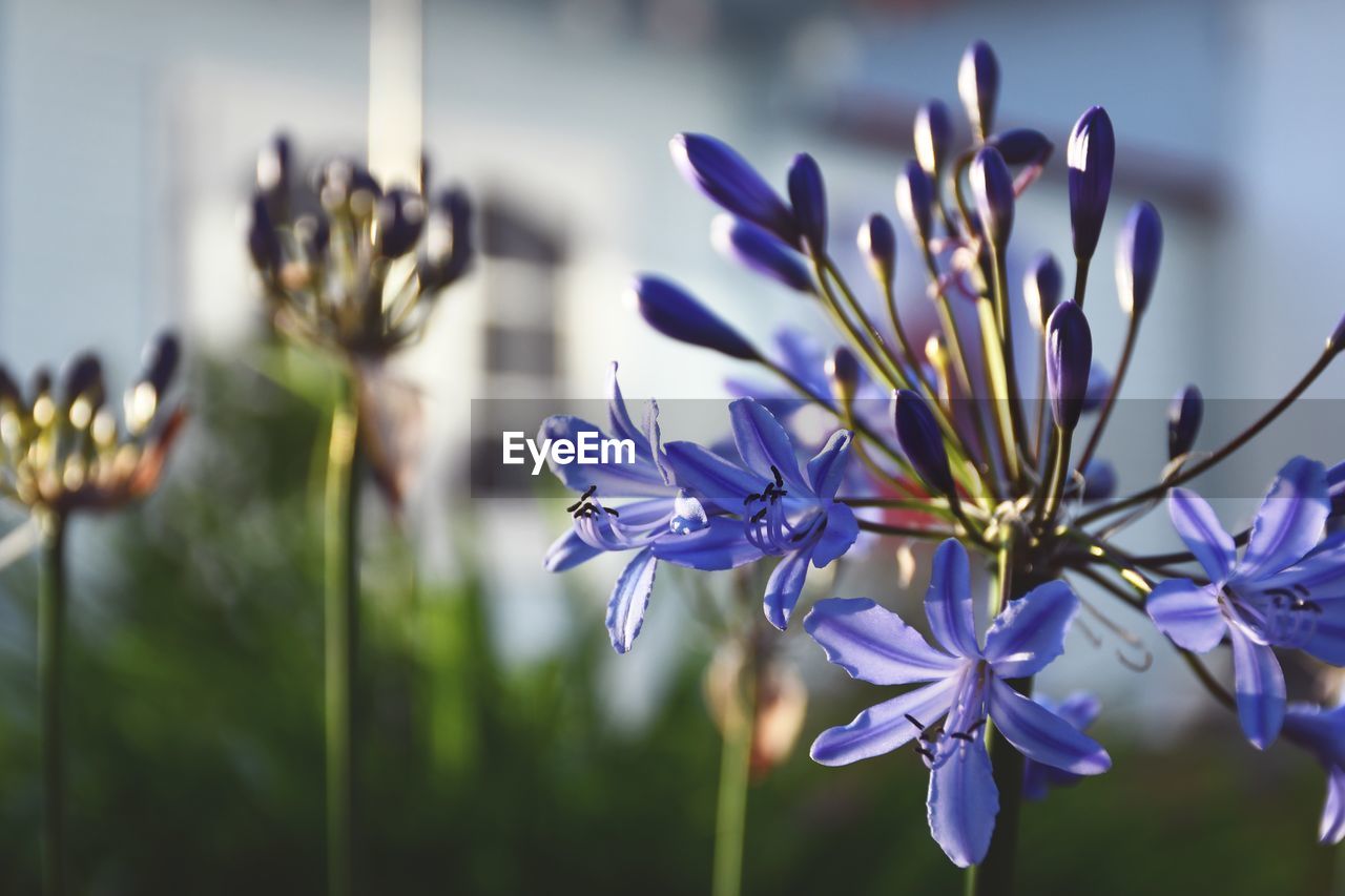 CLOSE-UP OF PURPLE FLOWERS