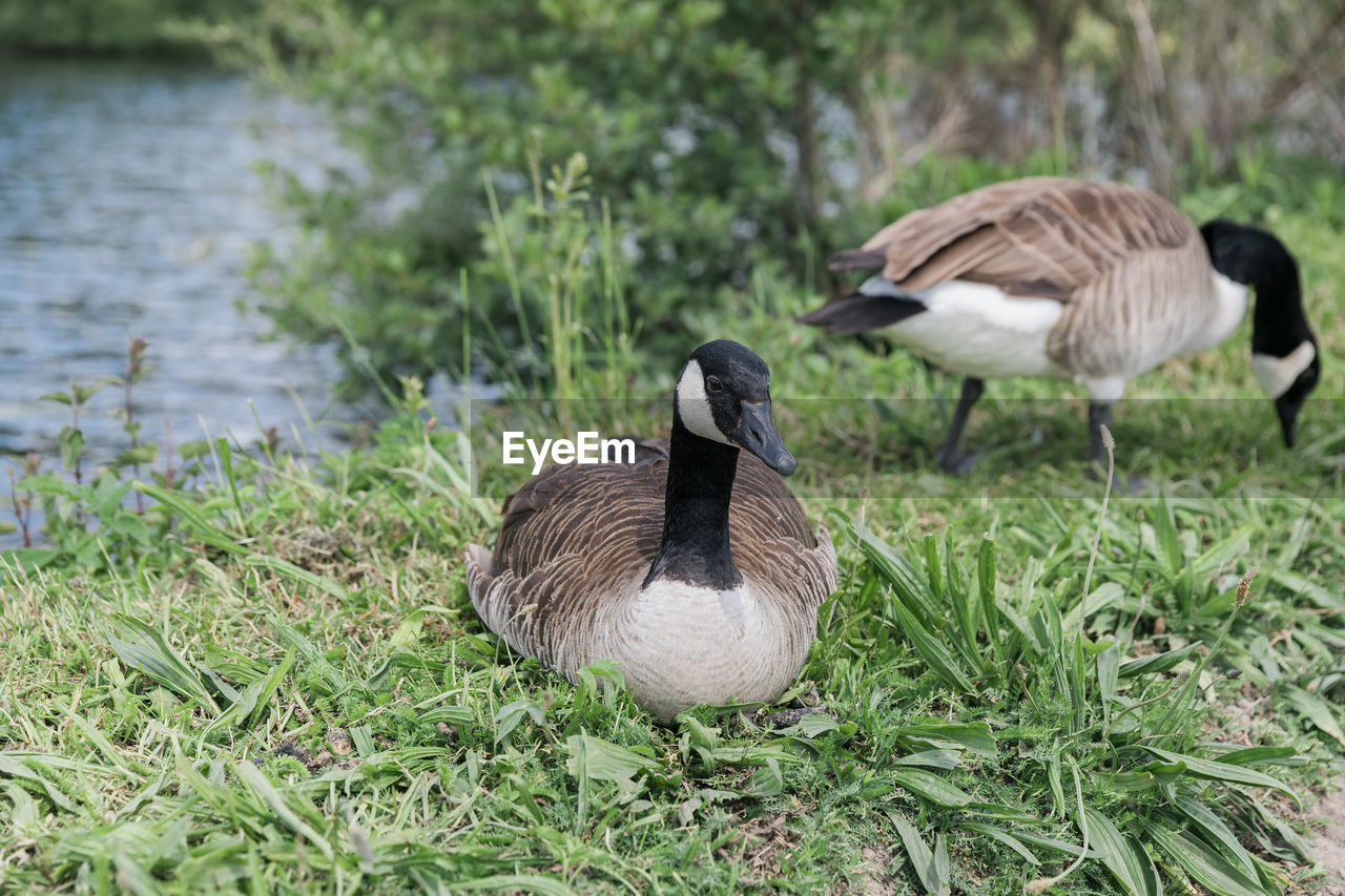 MALLARD DUCK