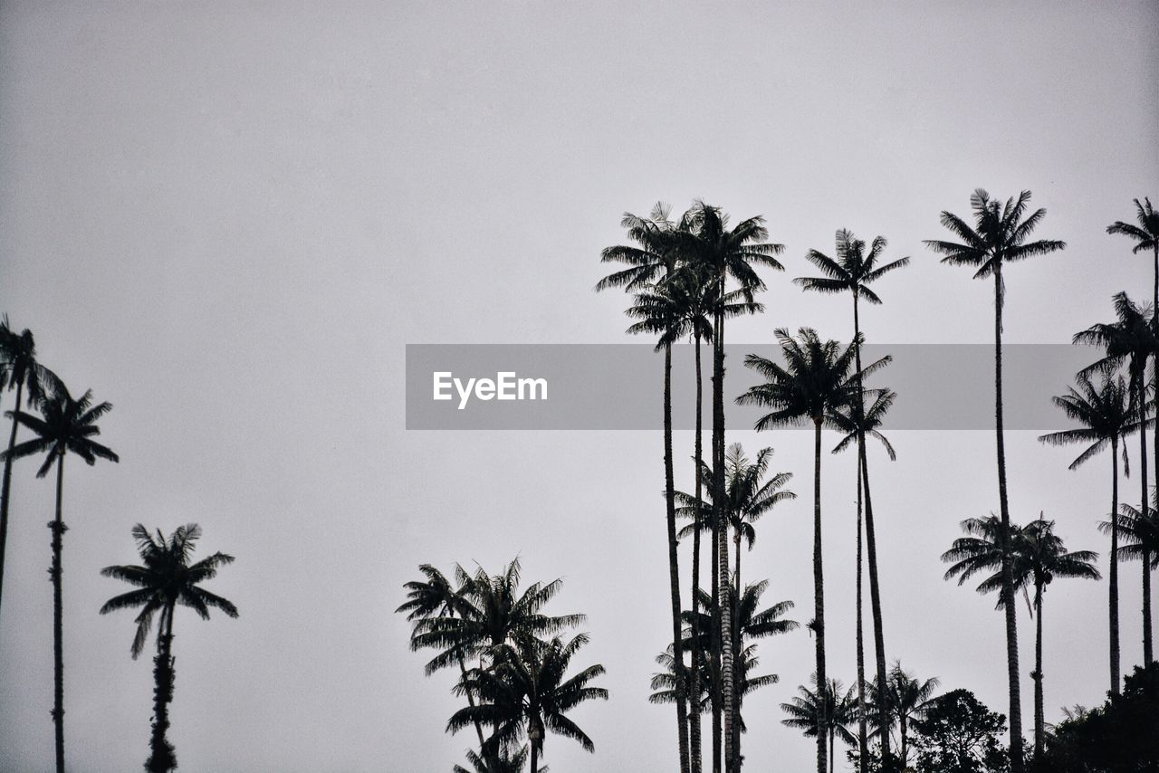 Low angle view of palm trees against sky