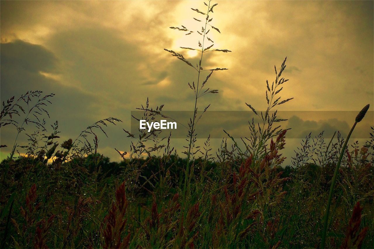 Scenic view of field against cloudy sky