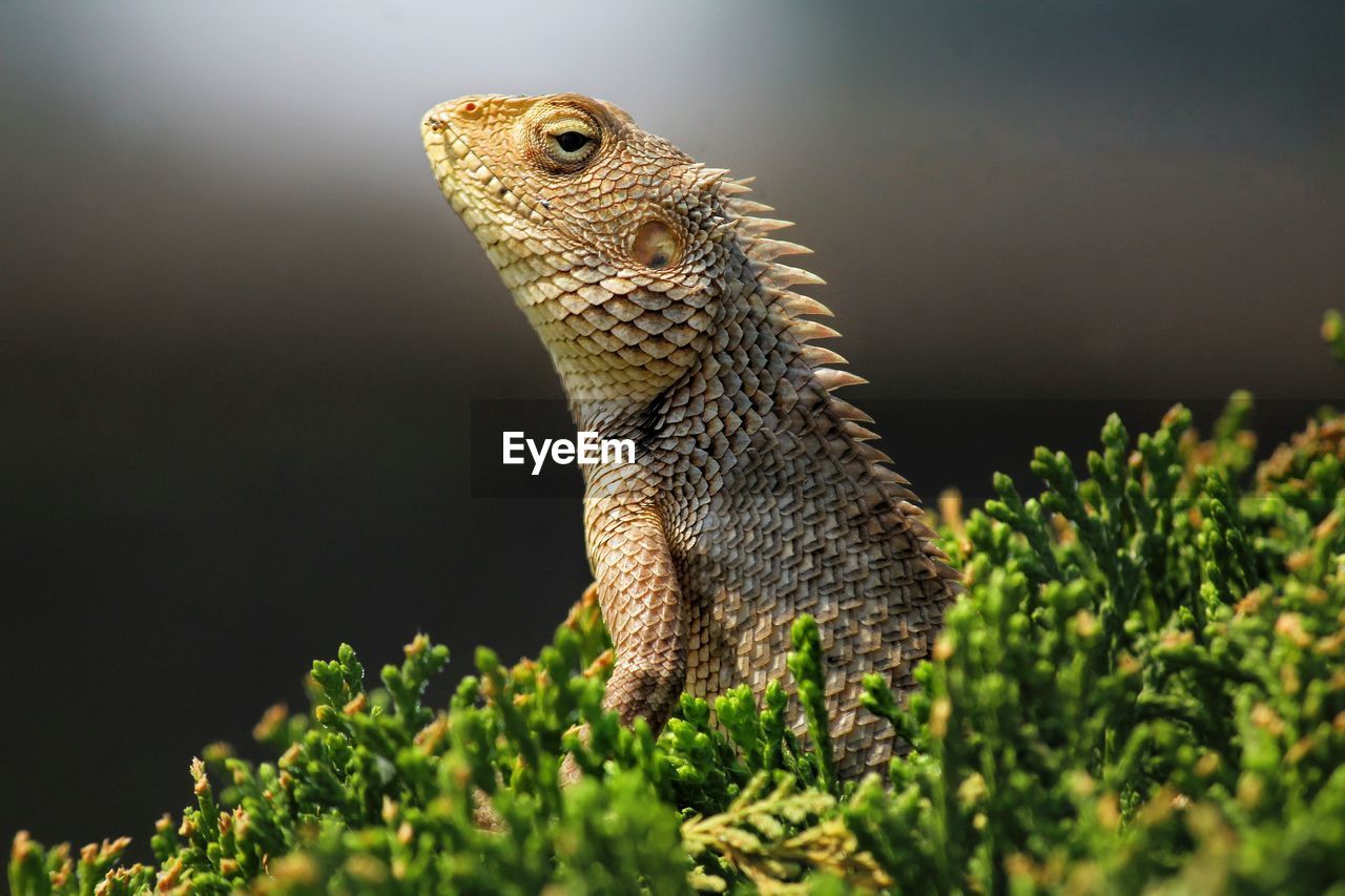 Close-up of an oriental garden lizard from the jahaj mahal palace, mandav, m.p, india.