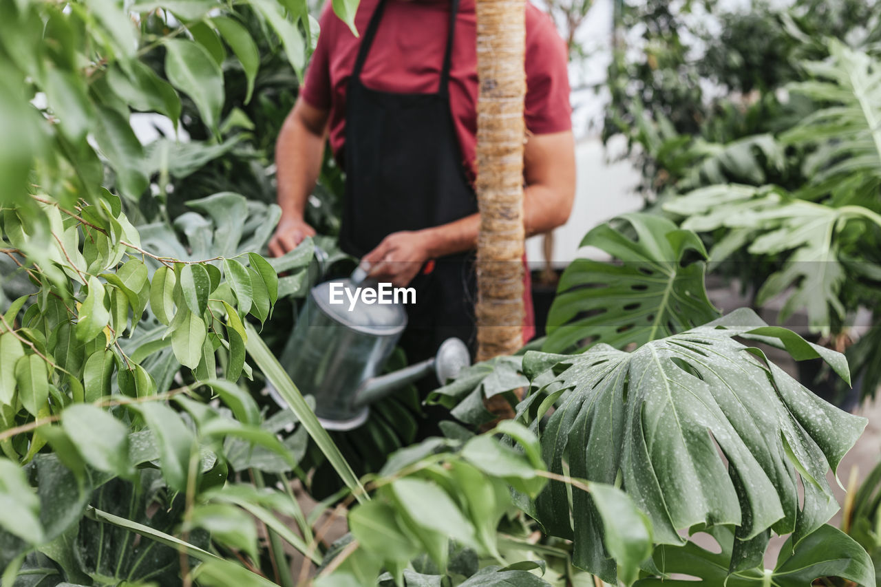 Crop anonymous man in black apron standing in greenhouse and watering green plants