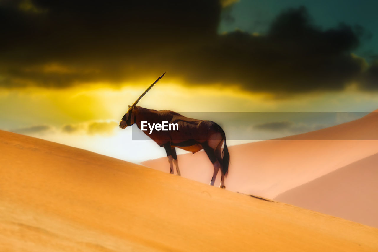 Side view of oryx on sand dune under dramatic skies