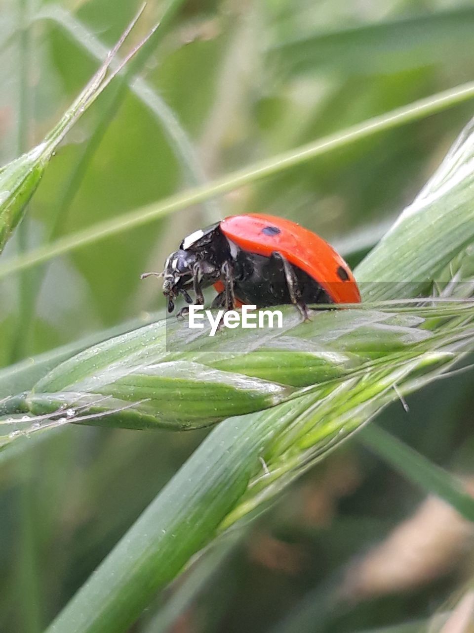 CLOSE-UP OF LADYBUG ON GRASS