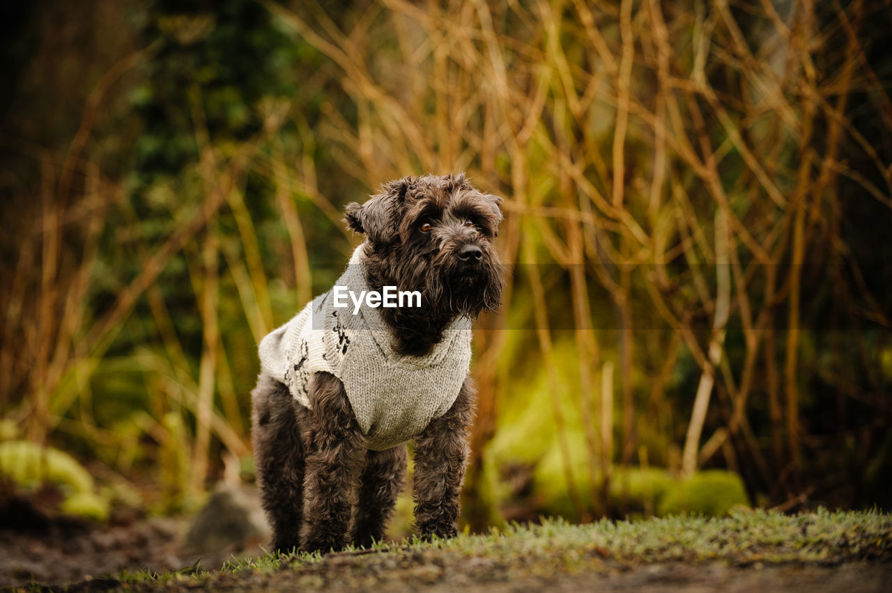 Dog standing on field