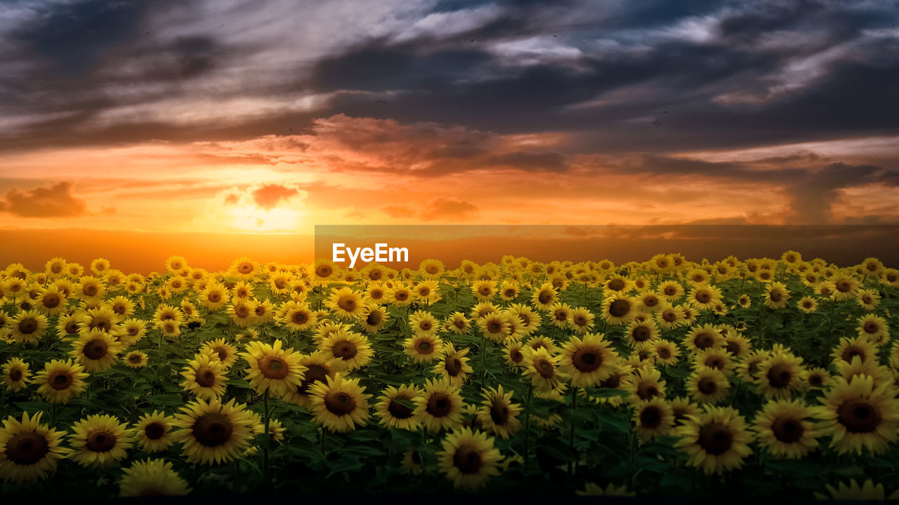 SCENIC VIEW OF SUNFLOWER FIELD AGAINST CLOUDY SKY AT SUNSET