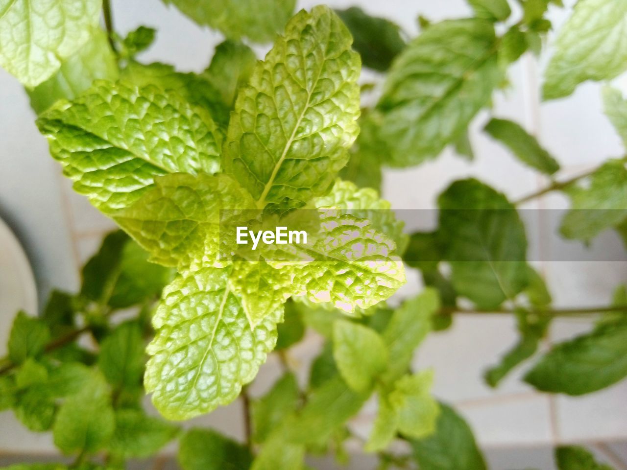 CLOSE-UP OF GREEN LEAVES