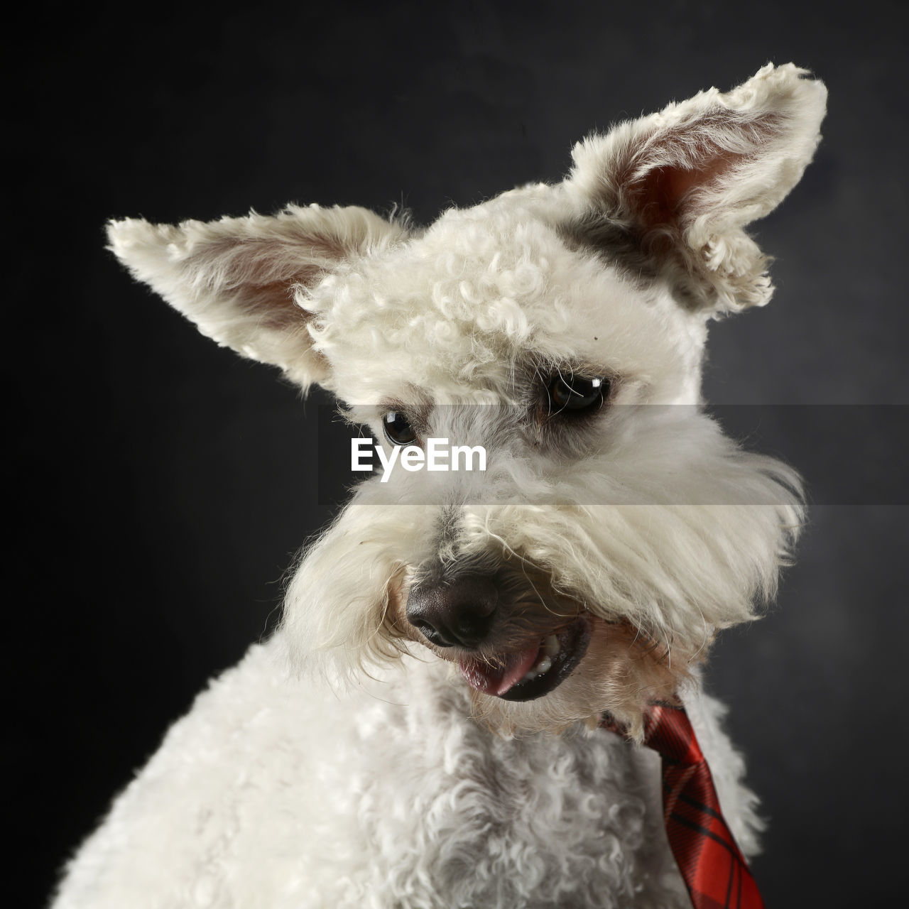 Portrait of dog against black background