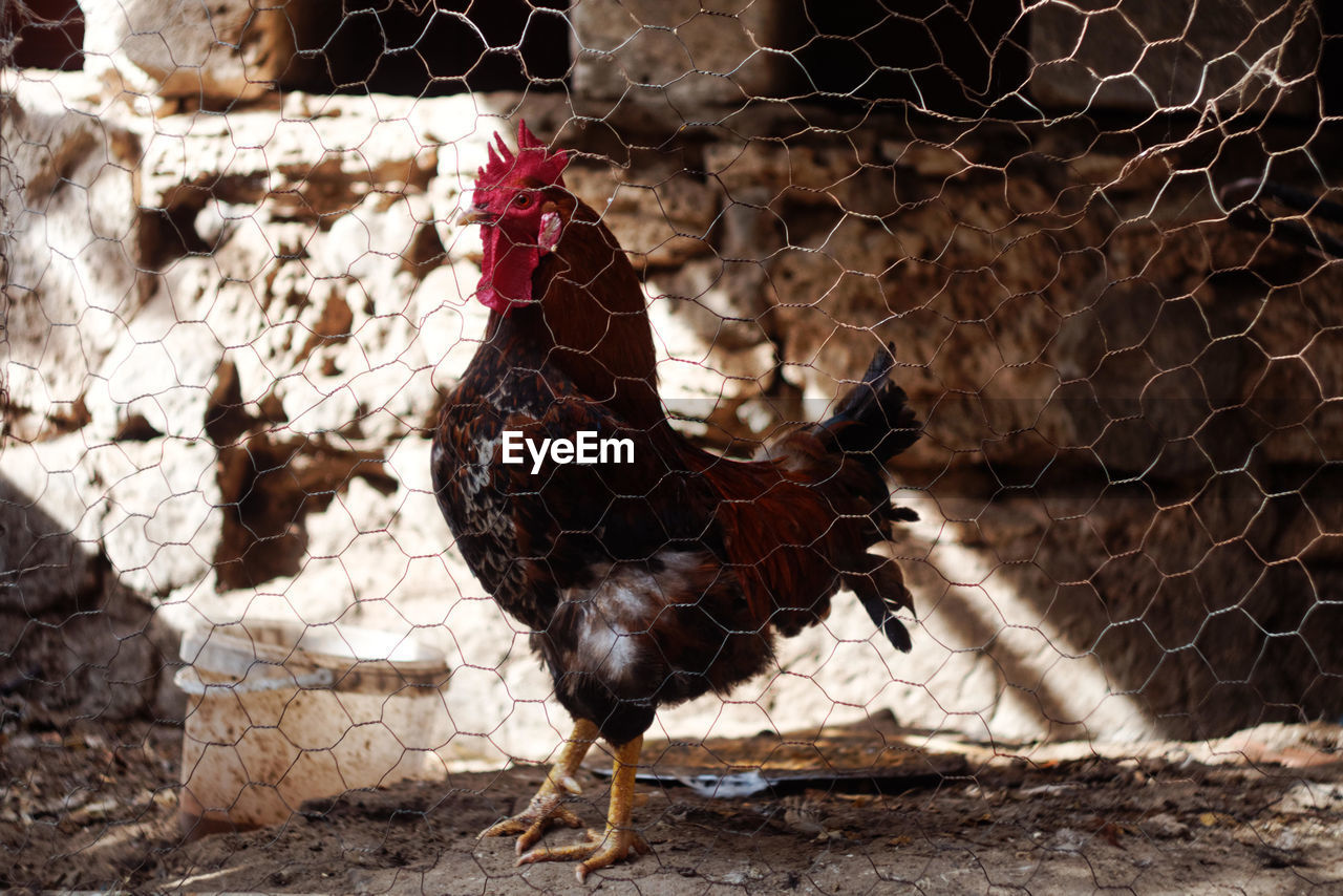 Close-up of rooster in cage