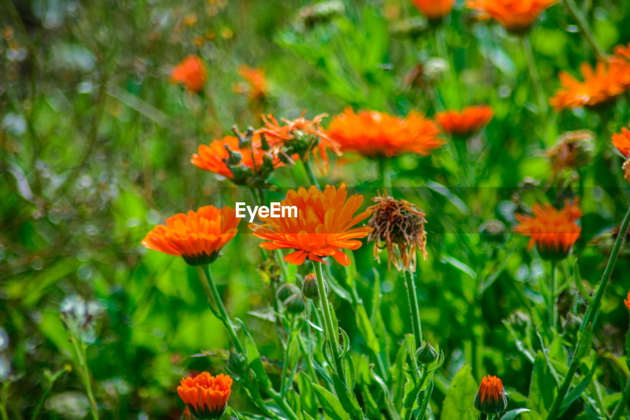 CLOSE-UP OF HONEY BEE ON FLOWERS