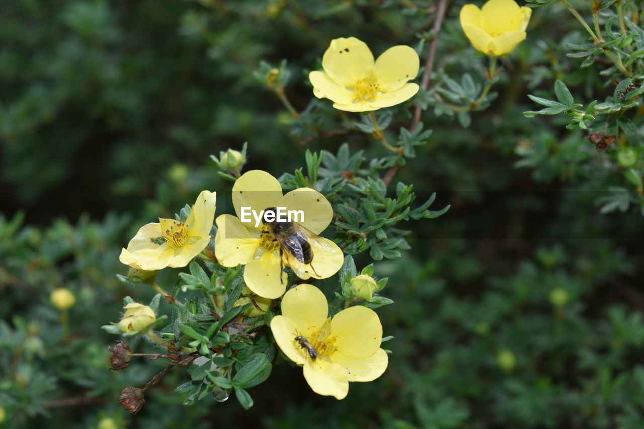 CLOSE-UP OF YELLOW FLOWERS