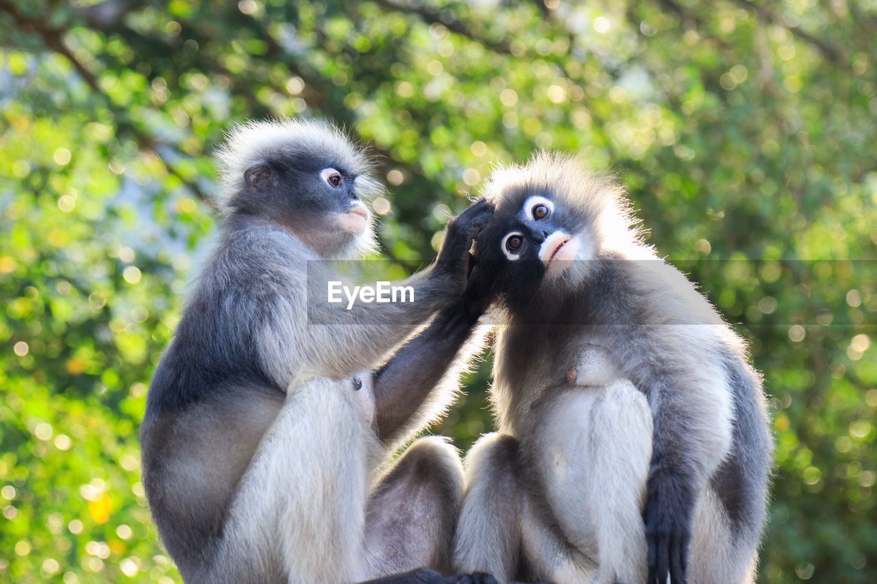 MONKEYS SITTING ON TREE TRUNK IN FOREST