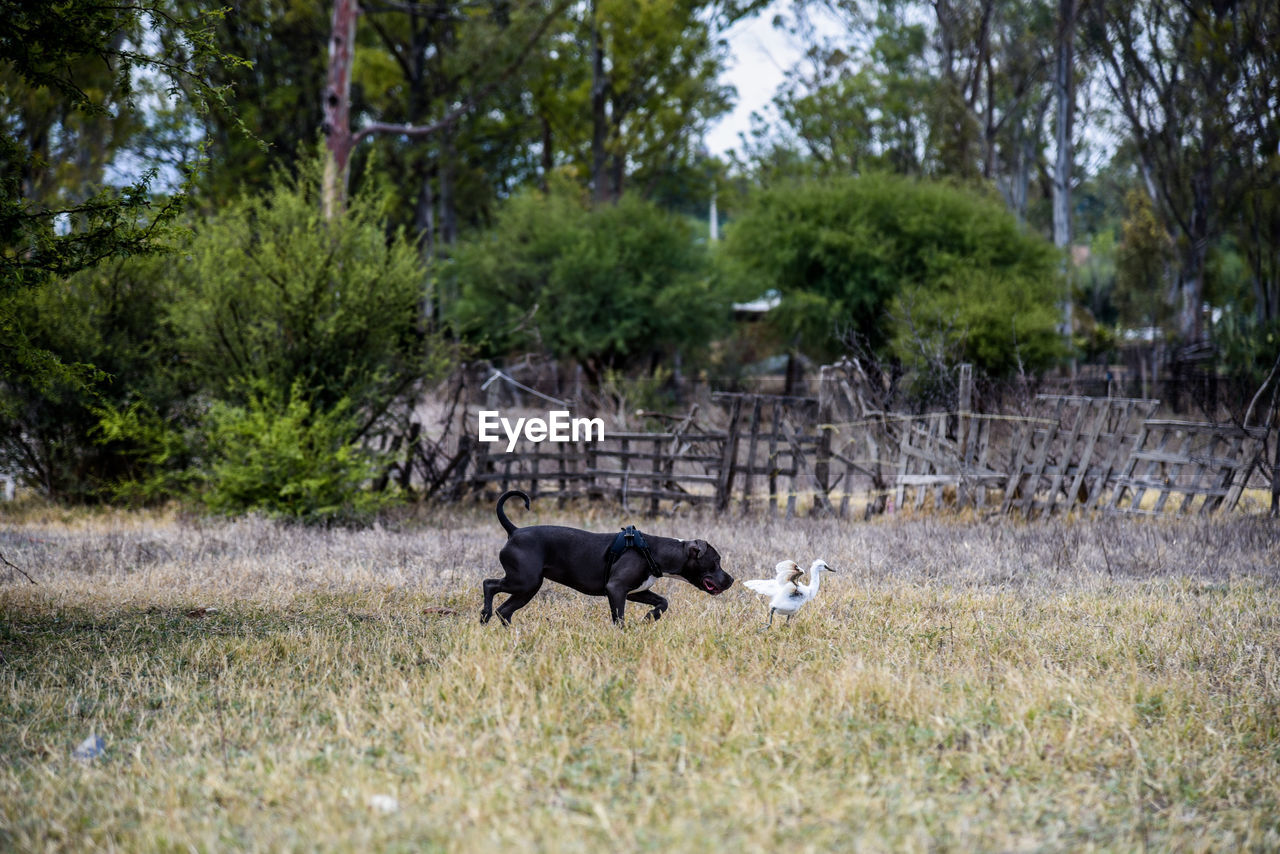 Side view of a dog on field