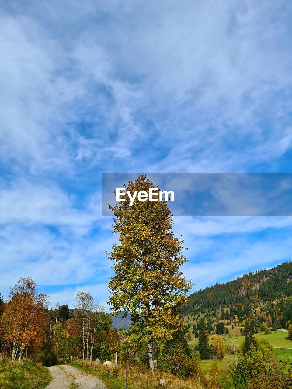 Low angle view of trees against sky