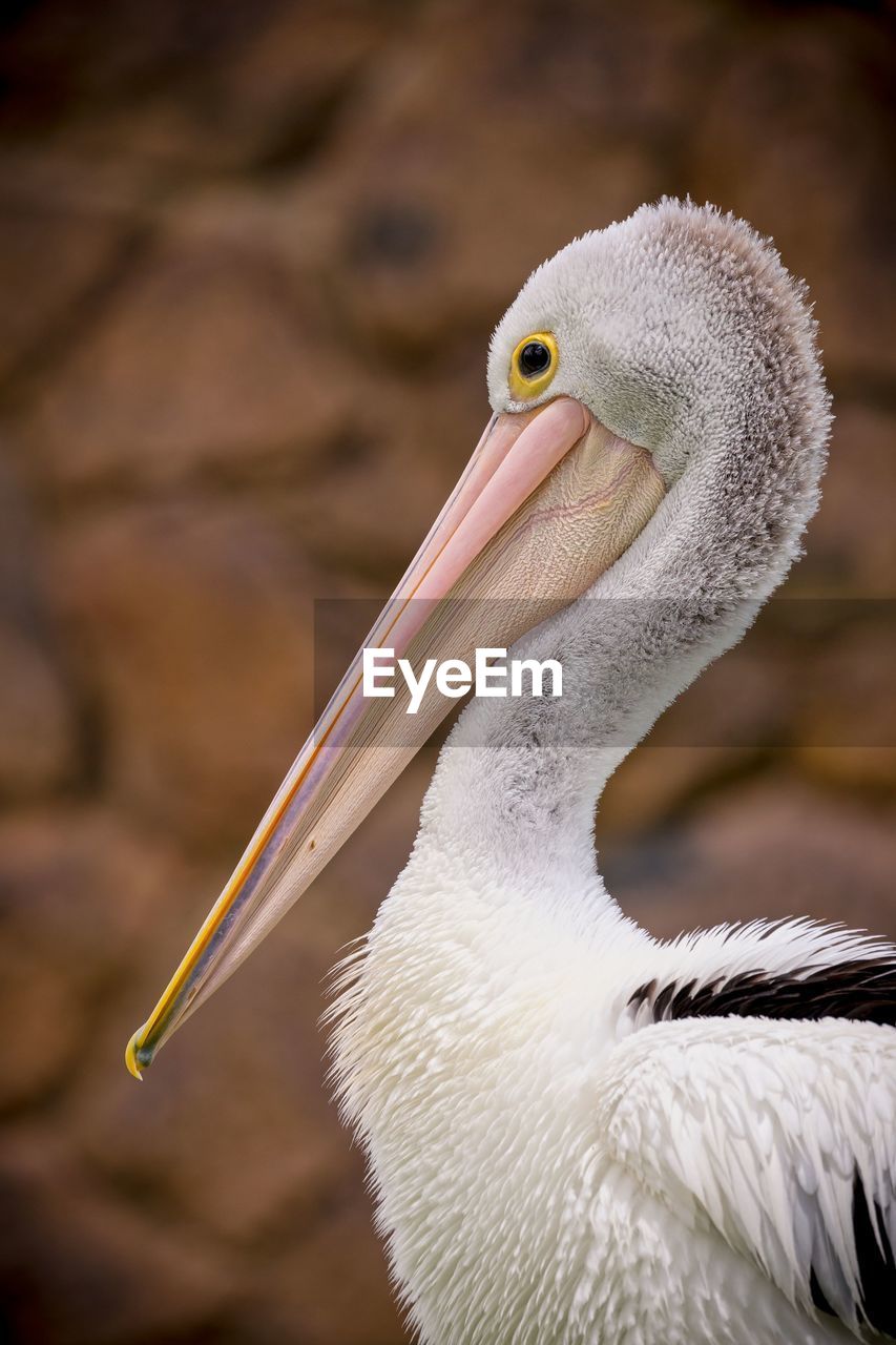 Pelican head in profile 