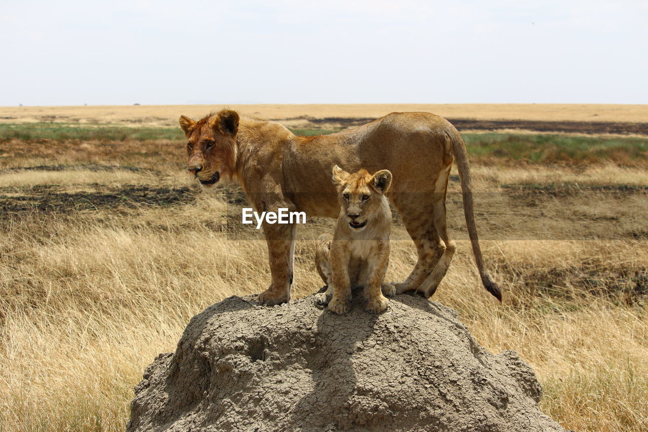 Lioness and cub on rock at field