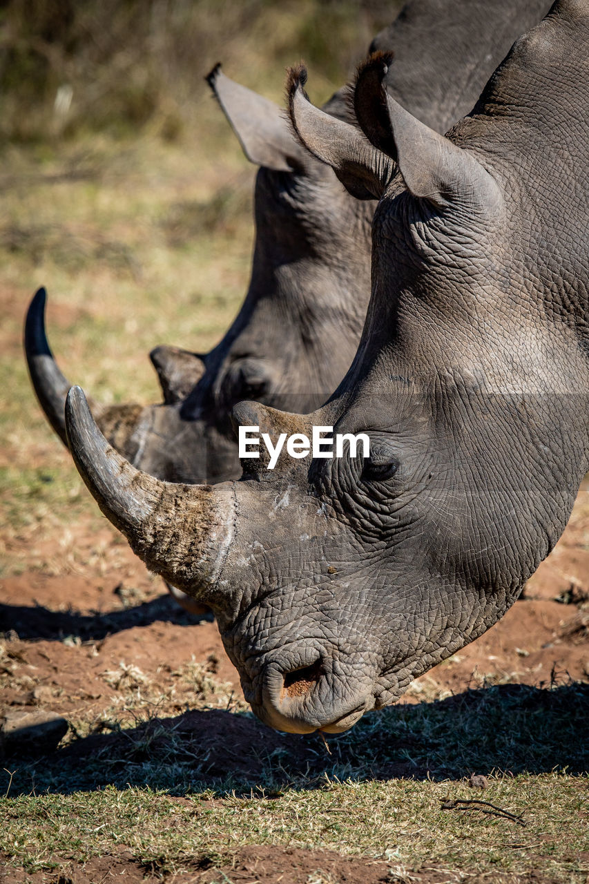 CLOSE-UP OF ELEPHANT