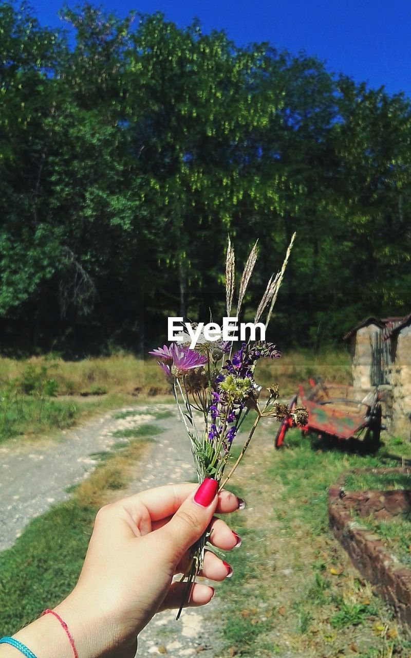 CROPPED IMAGE OF FLOWERS AGAINST TREES