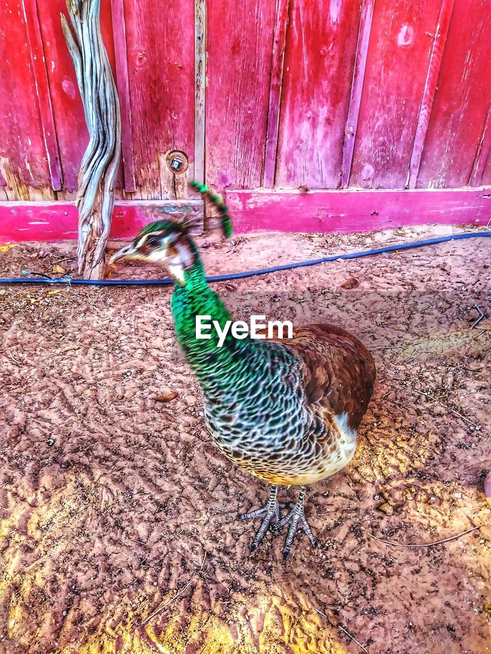 HIGH ANGLE VIEW OF PEACOCK ON LAND