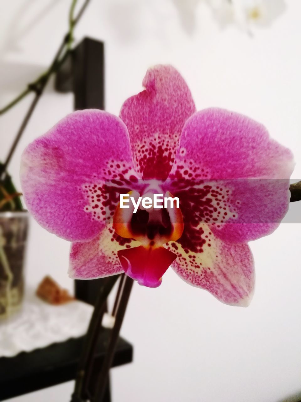 CLOSE-UP OF PINK FLOWER OUTDOORS