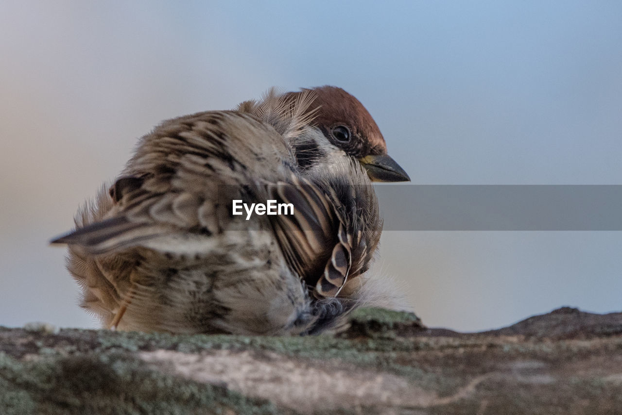 Sparrow perching on a branch