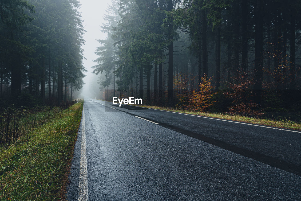 Empty road along trees in forest