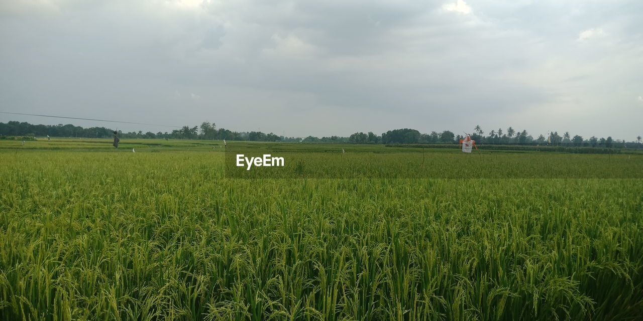 SCENIC VIEW OF RICE FIELD AGAINST SKY