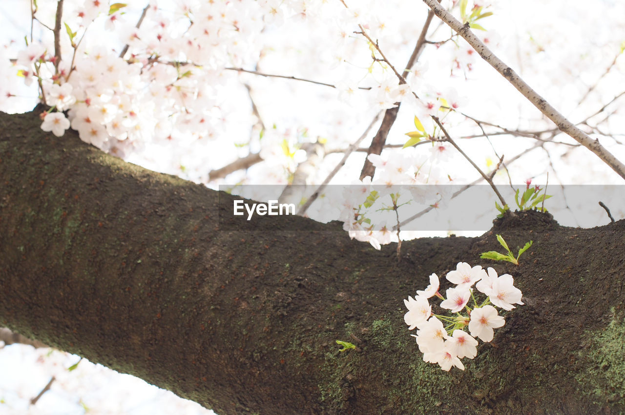 CLOSE-UP OF FRESH FLOWERS ON TREE