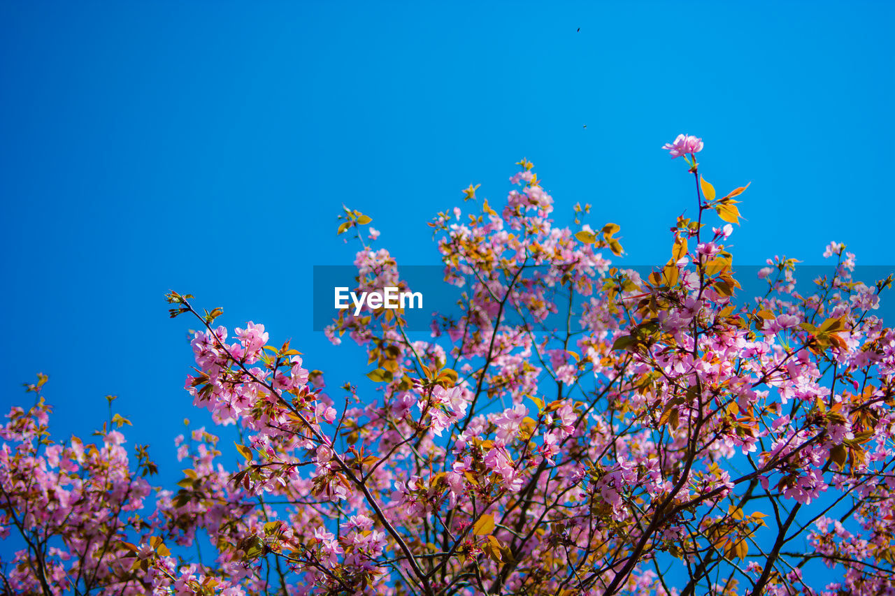 Low angle view of pink flowering tree against blue sky