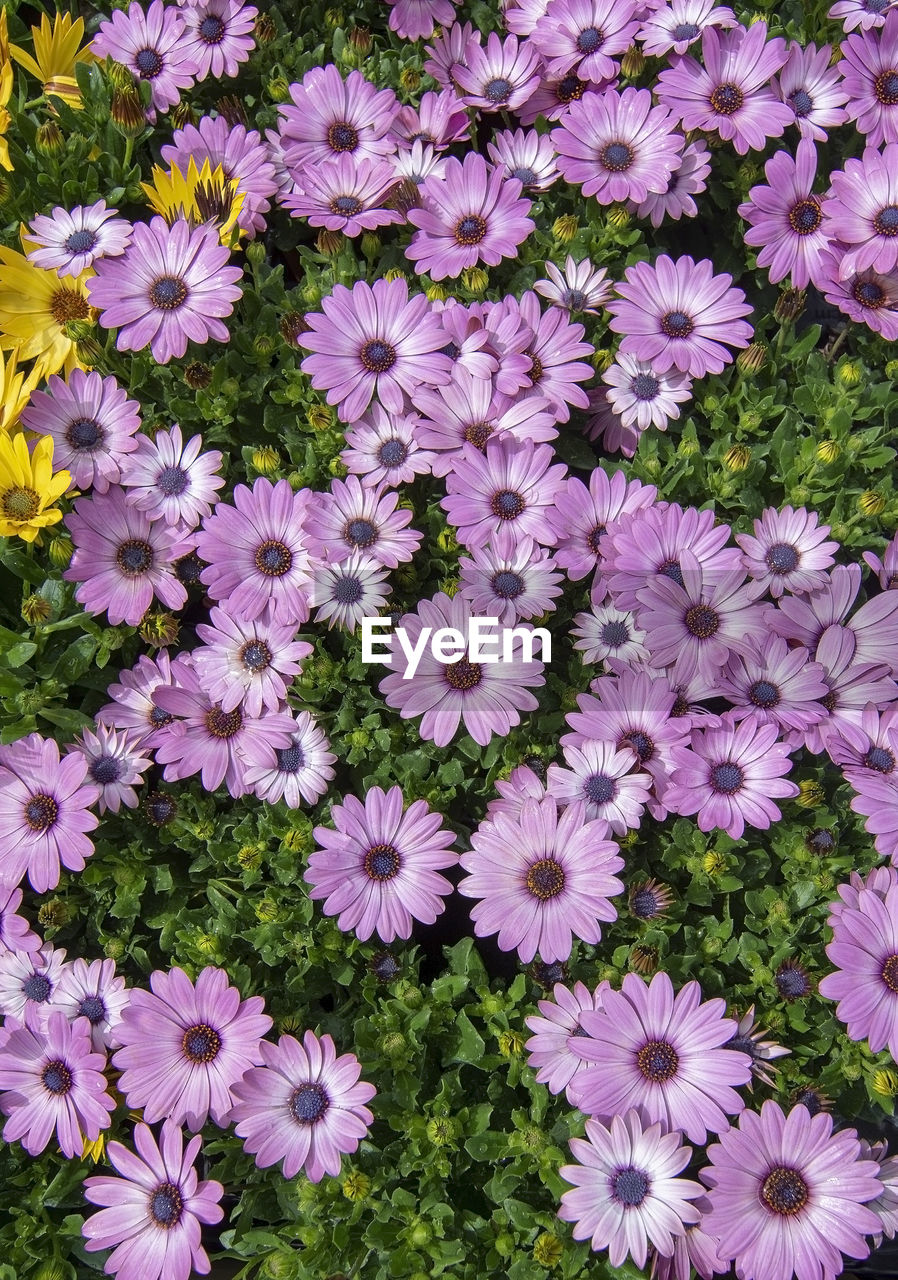 HIGH ANGLE VIEW OF PINK FLOWERING PLANT