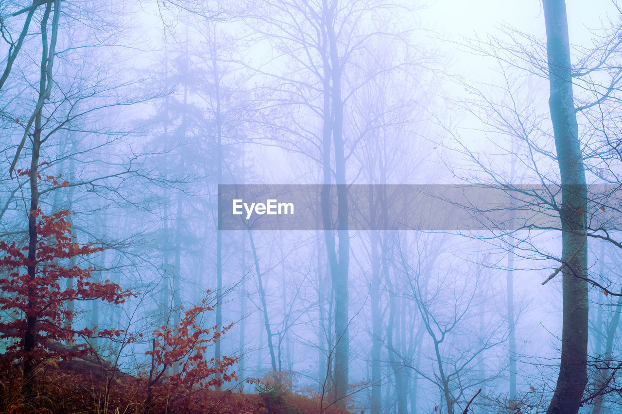 LOW ANGLE VIEW OF BARE TREES IN FOREST