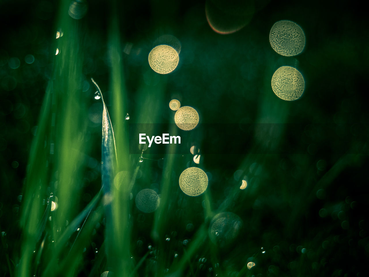 CLOSE-UP OF DROPS ON PLANT