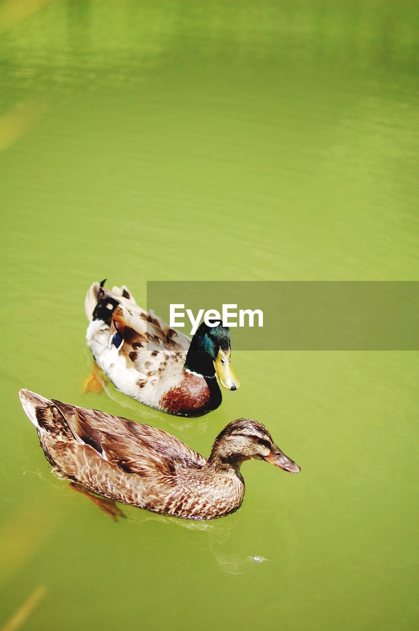 CLOSE-UP OF MALLARD DUCKS SWIMMING ON LAKE