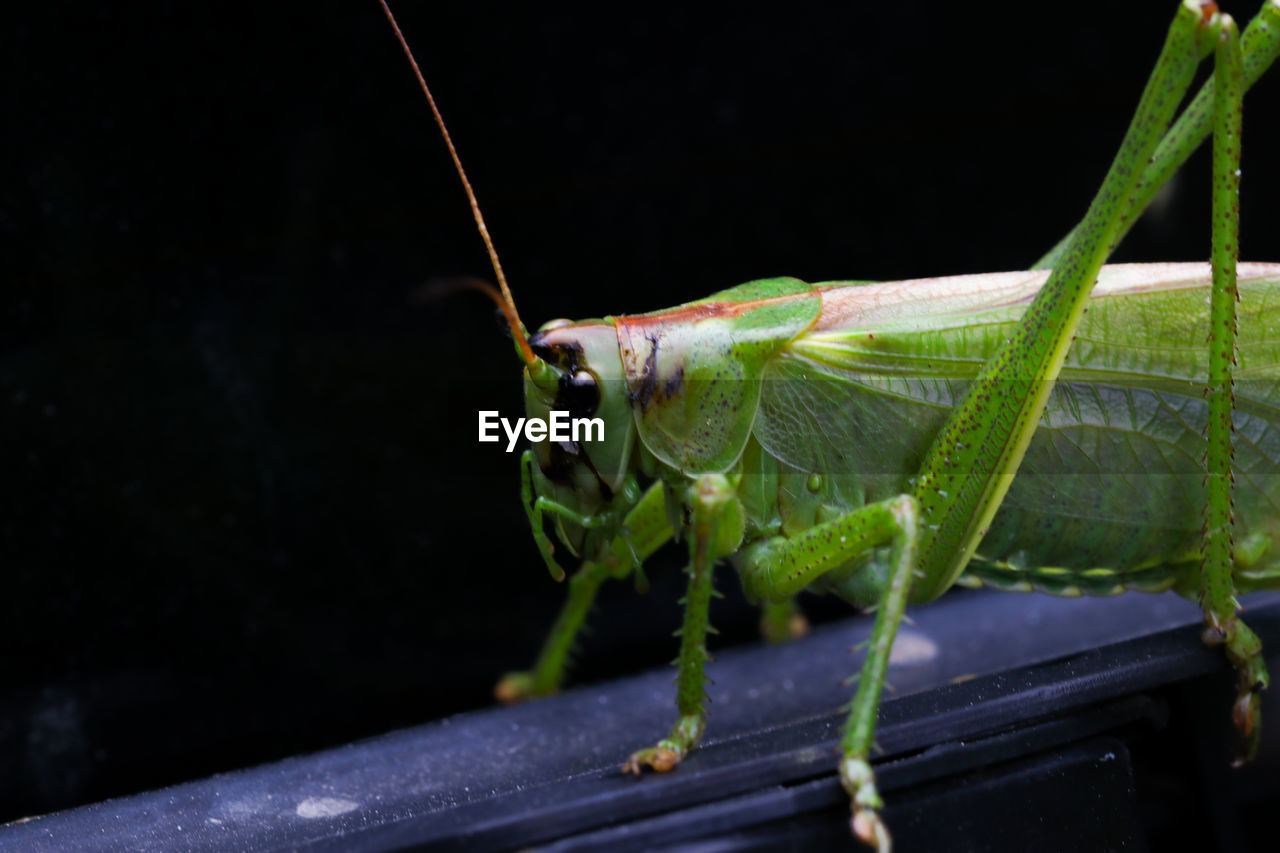 CLOSE-UP OF GREEN INSECT