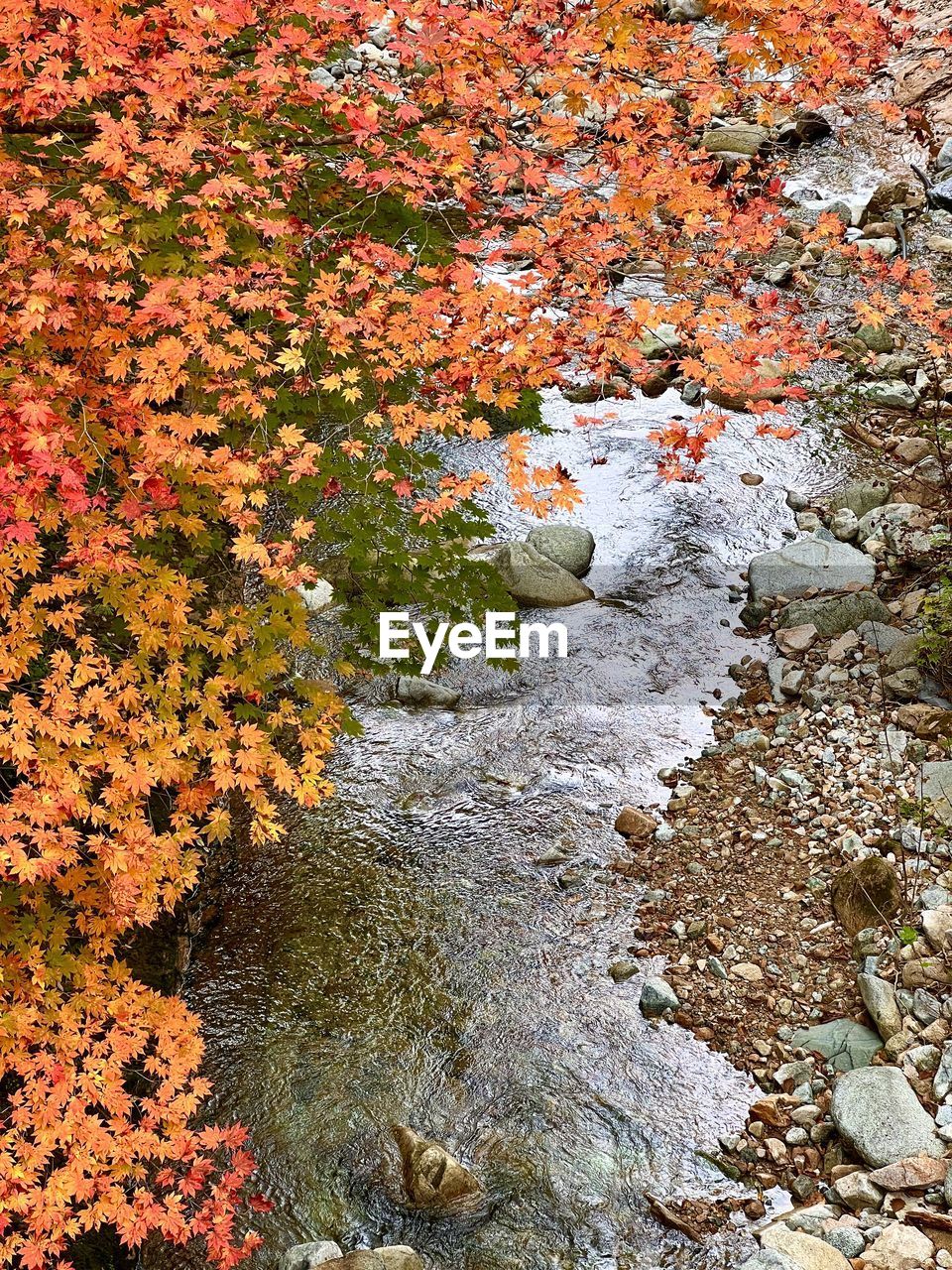 autumn, leaf, nature, water, beauty in nature, no people, stream, day, plant part, high angle view, tree, plant, tranquility, land, outdoors, flower, rock, orange color, scenics - nature, woodland, growth, river, reflection