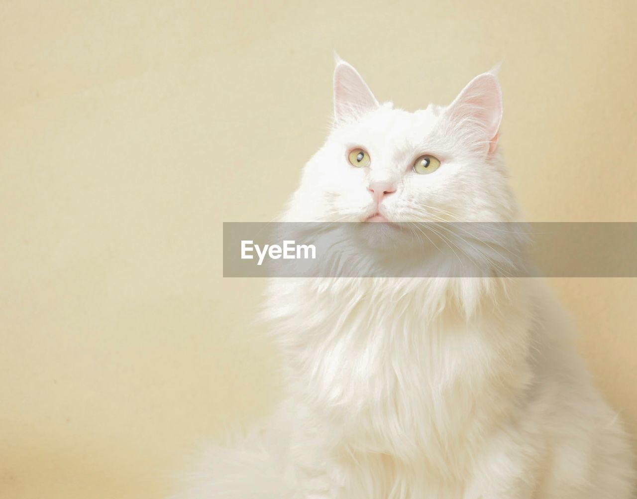Portrait of cat