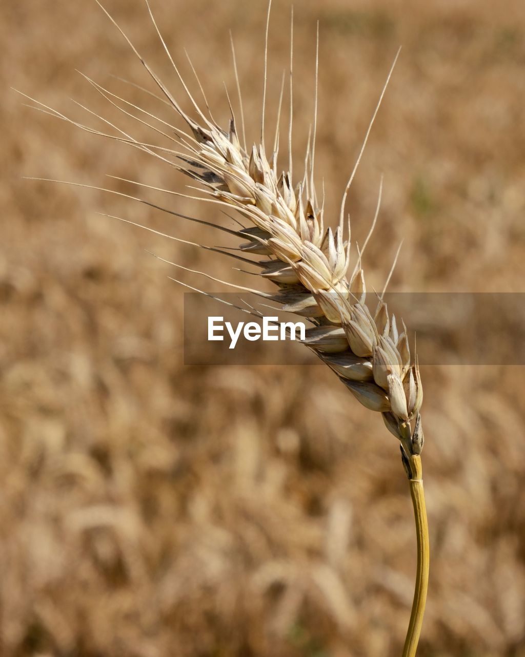 Close-up of wheat growing on field