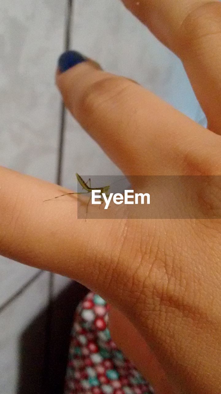 CLOSE-UP OF INSECT ON HAND HOLDING FINGER