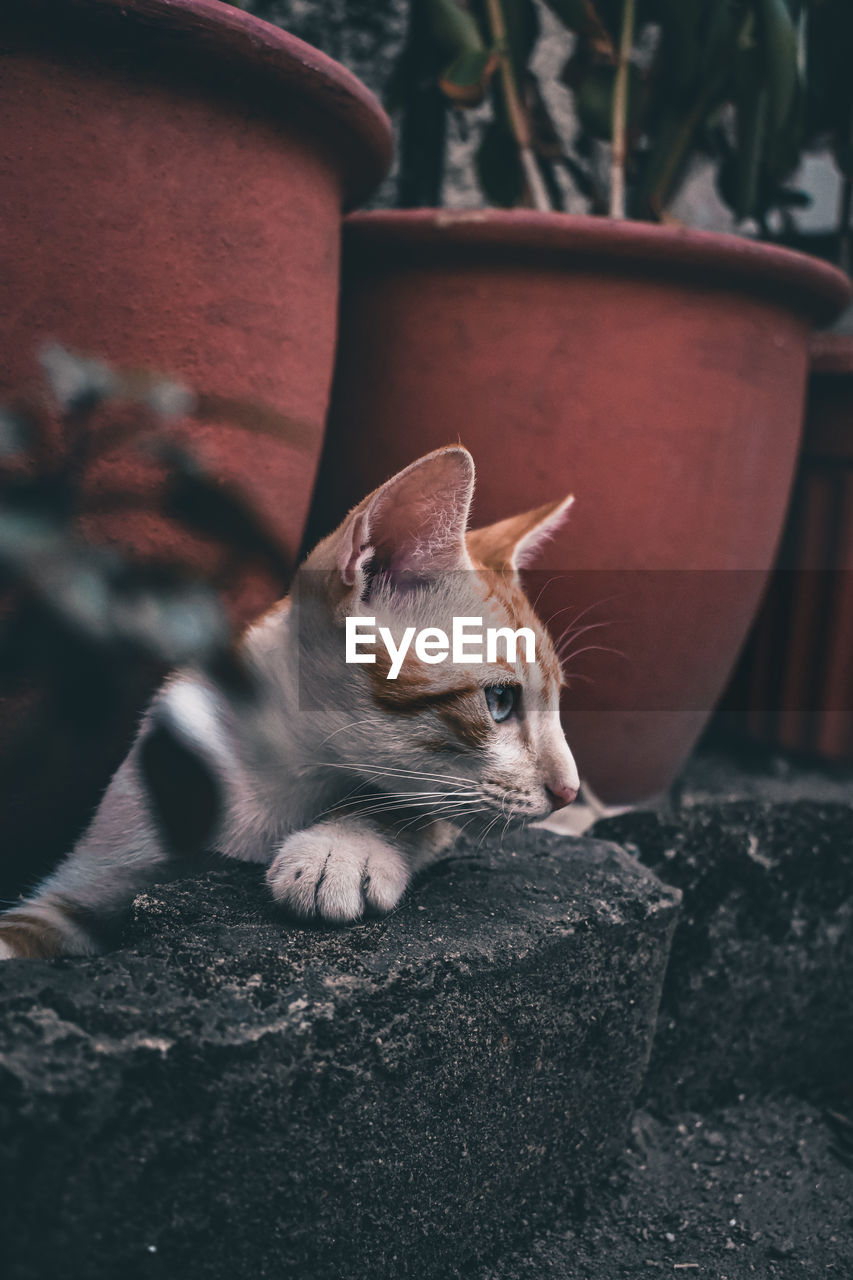 Close-up of a cat on rock