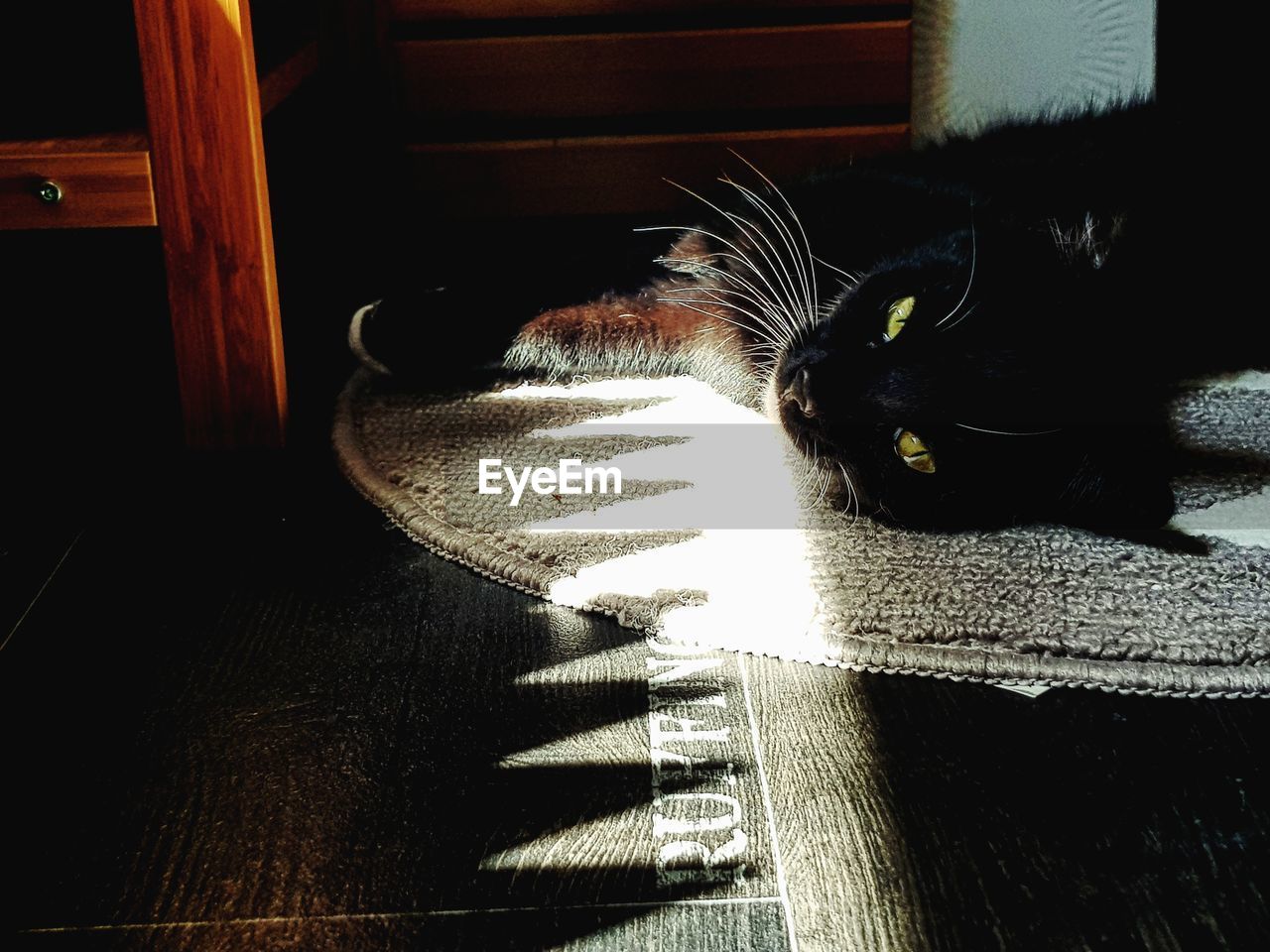 CLOSE-UP OF CAT LYING DOWN ON WOOD