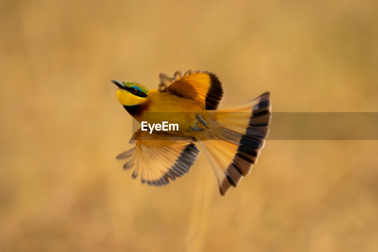 close-up of bird flying against sky