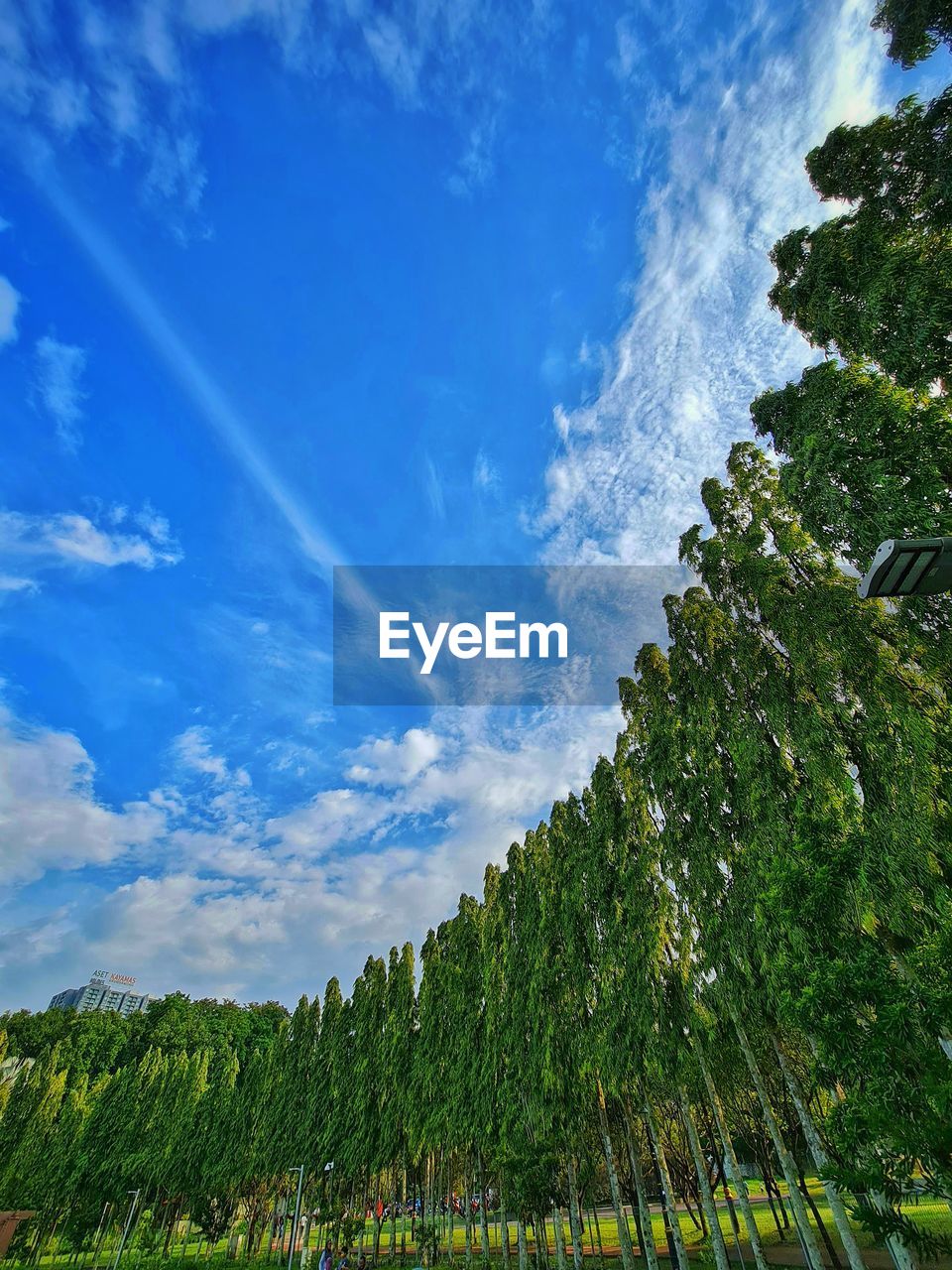 LOW ANGLE VIEW OF TREES ON LANDSCAPE AGAINST SKY