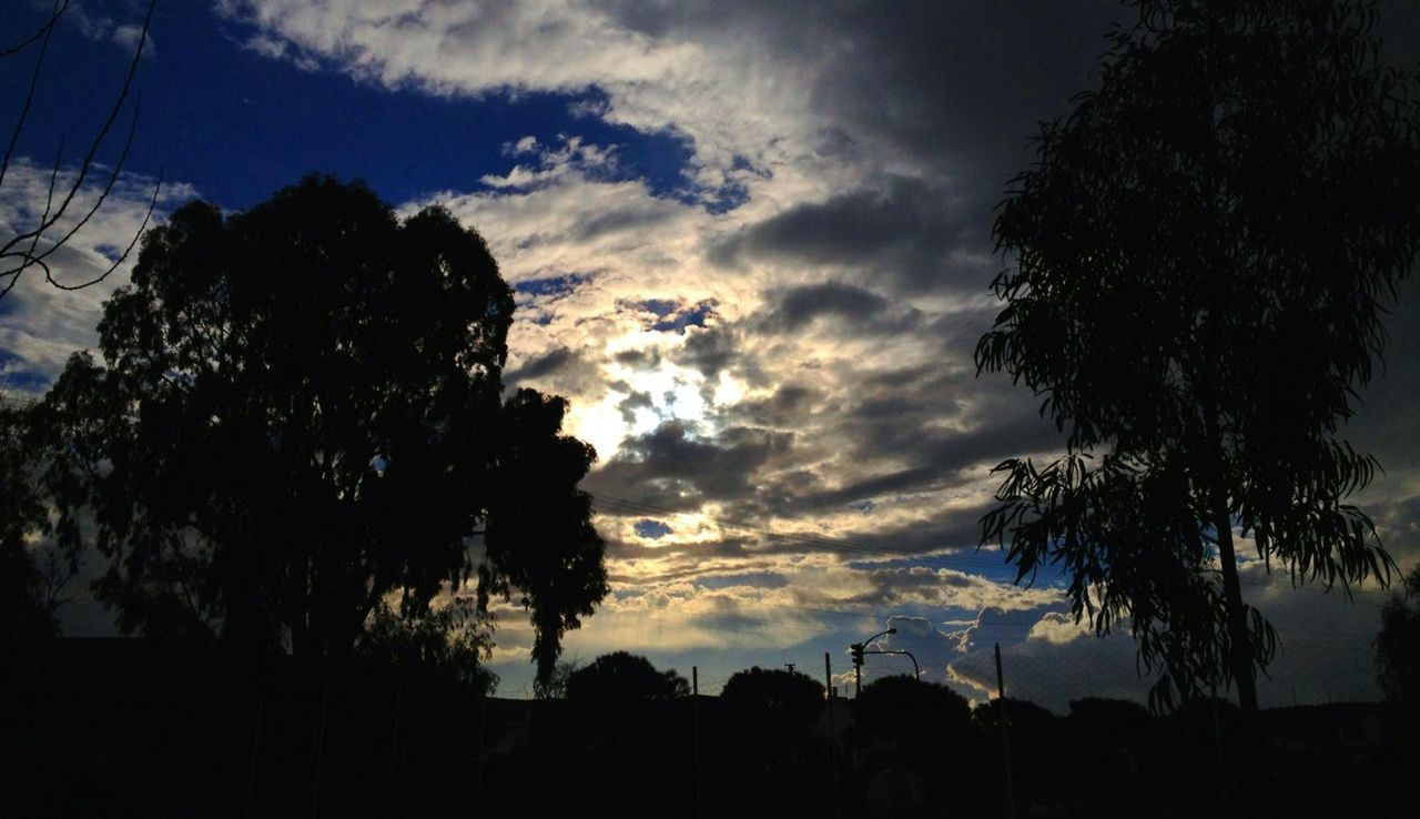 SILHOUETTE OF TREES AT SUNSET