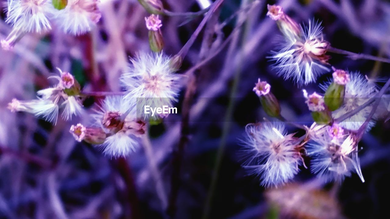 CLOSE-UP OF FLOWERS GROWING OUTDOORS