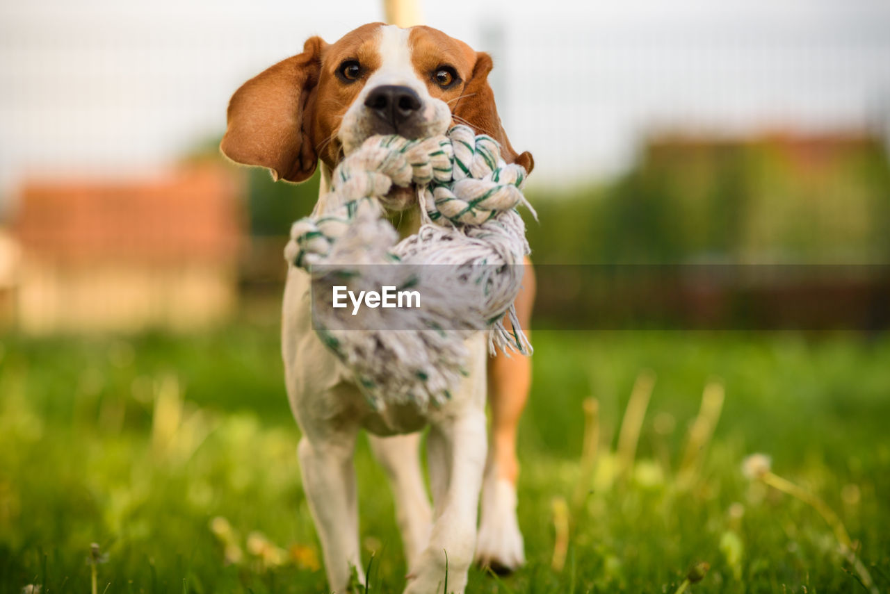 Dog having fun in field